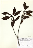 藏品(臺灣八角)的圖片